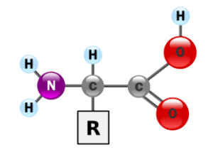 Formula chimica generica degli amminoacidi.