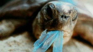 Anche i rifiuti che non si degradano rappresentano un grave pericolo per gli animali marini. Fonte: farebio.it