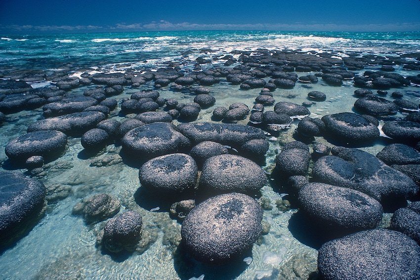 Stromatoliti australiane, forse una delle più antiche forme di vita terrestri, datate 3,5-3,0 M.a.f (fonte: gdeichmann.photoshelter.com)