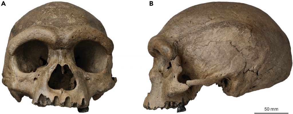 Un probabile nuovo antenato dell'uomo, <i>Homo longi</i>.
Il cranio di Harbin.