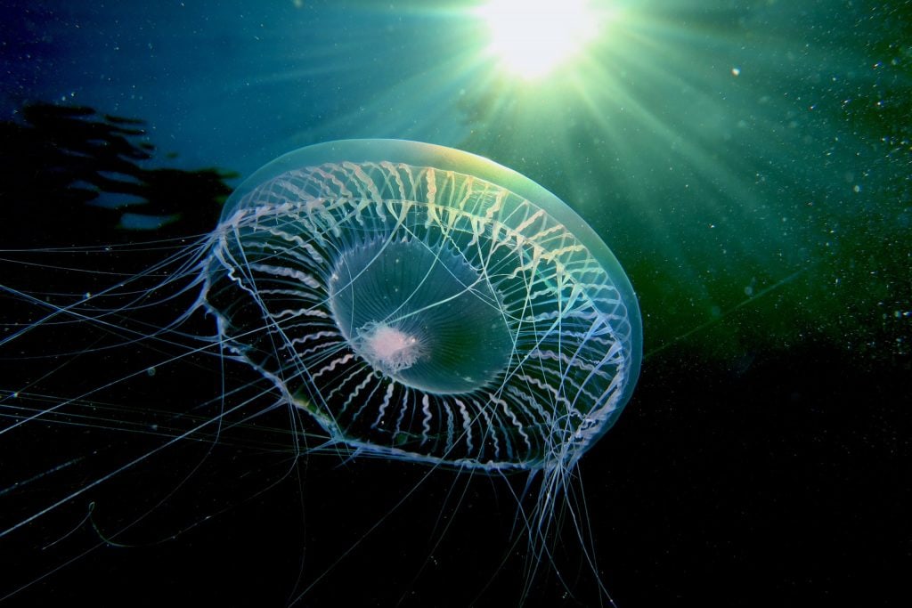 Aequorea forskalea, una delle meduse del Mediterraneo