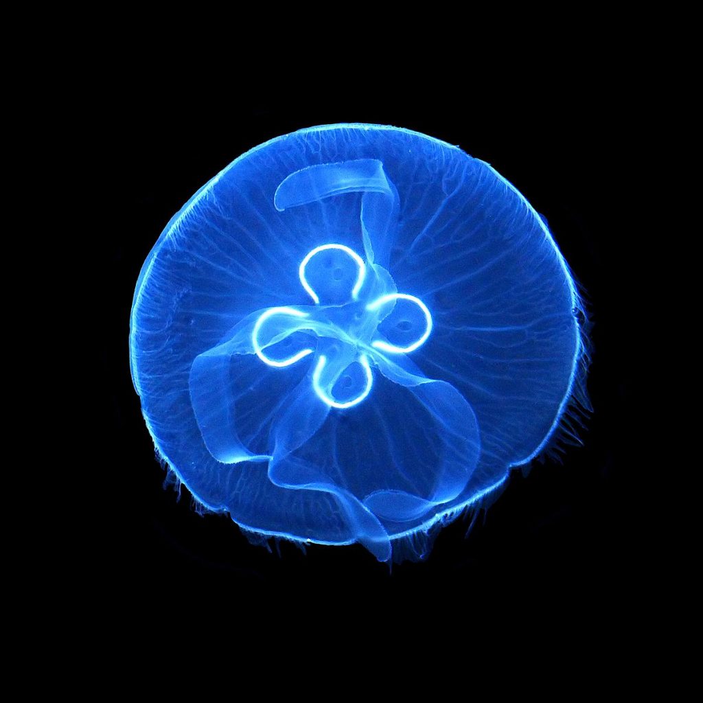 Aurelia aurita, una delle meduse del Mediterraneo