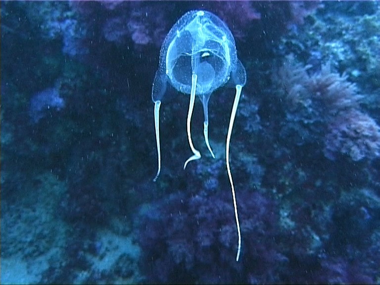 Carybdea marsupialis nelle acque di Civitavecchia. Medusa del Mare Mediterraneo.