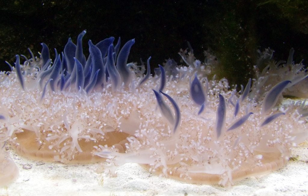 Cassiopea andromeda, una delle meduse che è possibile trovare nel Mediterraneo.