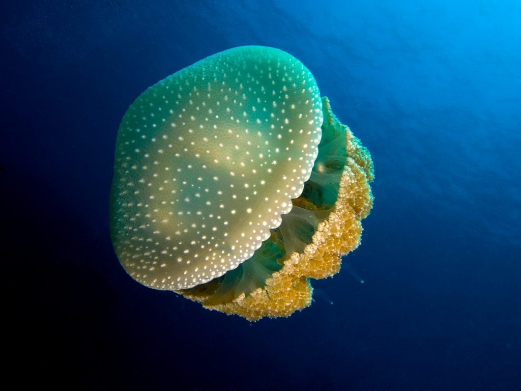 Phyllorhiza punctata, medusa del Mediterraneo.