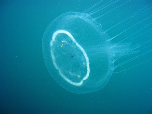 Discomedusa lobata, una medusa del Mediterraneo.