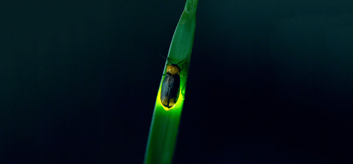 Gli insetti: una lucciola su un filo d'erba