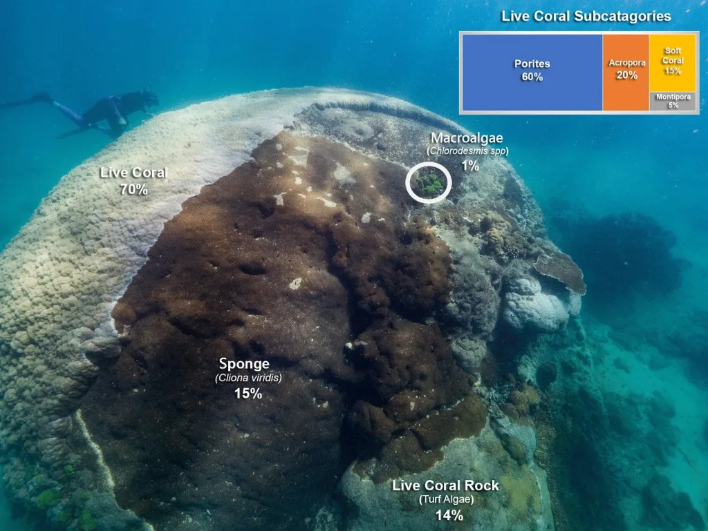 Copertura viventi della superficie di Muga dhambi, il corallo gigante della Grande Barriera Corallina