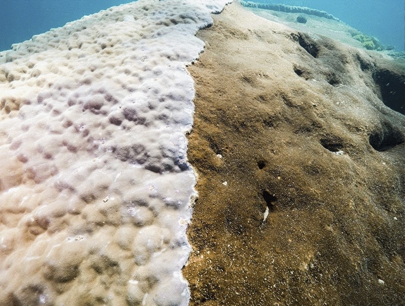 Muga dhambi, il corallo gigante della Grande Barriera Corallina