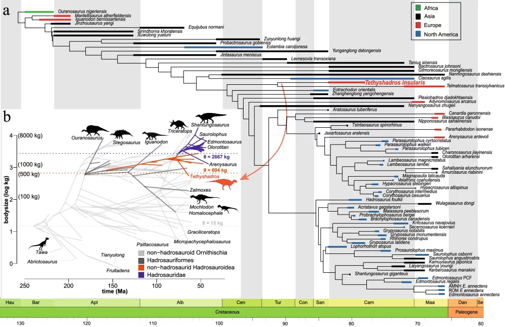 Analisi filogenetica di Tethyshadros insularis, specie di cui fanno parte i dinosauri scoperti.